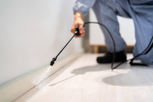 Certified termite inspector examining foundation in Amityville