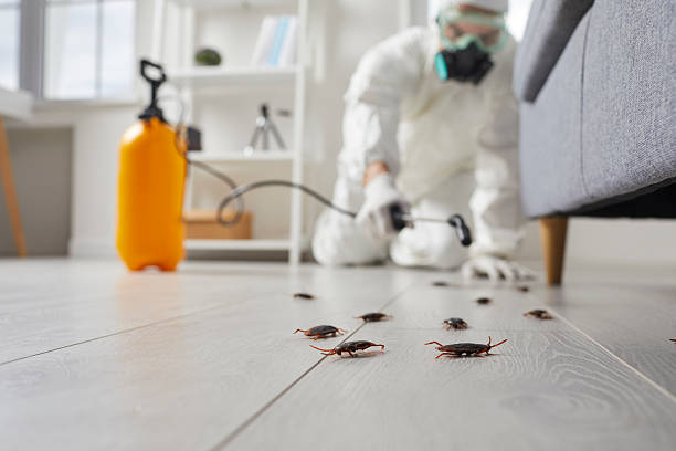 Post-Treatment Bed Bug Interceptor Monitoring in Amityville